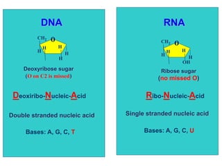 DNA RNA
o
H
H
H
H
H
CH2
Deoxyribose sugar
(O on C2 is missed)
o
OH
H
H
H
H
CH2
Ribose sugar
(no missed O)
Ribo-Nucleic-AcidDeoxiribo-Nucleic-Acid
Single stranded nucleic acidDouble stranded nucleic acid
Bases: A, G, C, T Bases: A, G, C, U
 