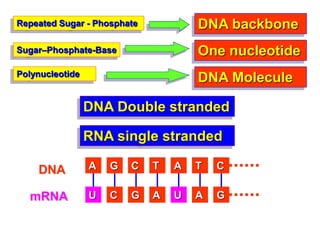 Repeated Sugar - Phosphate
Sugar–Phosphate-Base
Polynucleotide
DNA backbone
One nucleotide
DNA Molecule
DNA Double stranded
RNA single stranded
T C G A T A G
A G TC T A C
UUmRNA
DNA
 