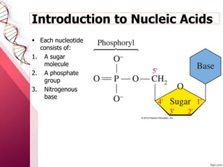  Each nucleotide
consists of:
1. A sugar
molecule
2. A phosphate
group
3. Nitrogenous
base
Introduction to Nucleic Acids
 