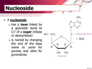 Nucleoside
 A nucleoside
 has a base linked by
a glycosidic bond to
C1′ of a sugar (ribose
or deoxyribose)
 is named by changing
the end of the base
name to osine for
purines and idine for
pyrimidines
 