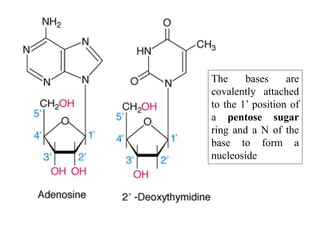 The bases are
covalently attached
to the 1’ position of
a pentose sugar
ring and a N of the
base to form a
nucleoside
 
