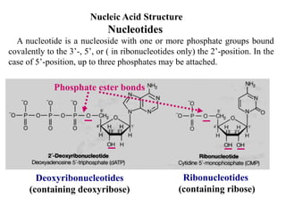 A nucleotide is a nucleoside with one or more phosphate groups bound
covalently to the 3’-, 5’, or ( in ribonucleotides only) the 2’-position. In the
case of 5’-position, up to three phosphates may be attached.
Deoxyribonucleotides
(containing deoxyribose)
Ribonucleotides
(containing ribose)
Phosphate ester bonds
Nucleic Acid Structure
Nucleotides
 