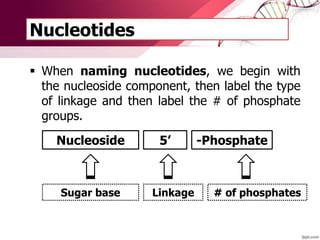 Nucleotides
 When naming nucleotides, we begin with
the nucleoside component, then label the type
of linkage and then label the # of phosphate
groups.
Nucleoside 5’ -Phosphate
Sugar base Linkage # of phosphates
 