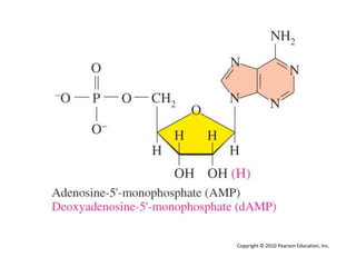 Copyright © 2010 Pearson Education, Inc.
 