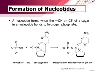 Formation of Nucleotides
 A nucleotide forms when the —OH on C5′ of a sugar
in a nucleoside bonds to hydrogen phosphate.
O
N
N
NH2
O
CH2HO
O
O OHP
O-
- +
O
N
N
NH2
O
CH2O
O
O-
P-
O
Phosphate and deoxycytidine Deoxycytidine monophosphate (dCMP)
Copyright © 2010 Pearson Education, Inc.
 