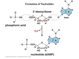 Formation of Nucleotides
 
