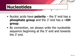 Nucleotides
 Nucleic acids have polarity – the 5’ end has a
phosphate group and the 3’ end has a –OH
group.
 By convention, we always write the nucleotide
sequence beginning at the 5’ end and towards
the 3’ end.
 