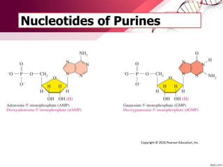 Nucleotides of Purines
Copyright © 2010 Pearson Education, Inc.
 
