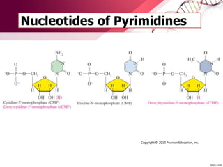 Nucleotides of Pyrimidines
Copyright © 2010 Pearson Education, Inc.
 