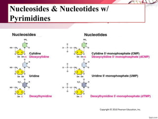 Nucleosides & Nucleotides w/
Pyrimidines
Copyright © 2010 Pearson Education, Inc.
 