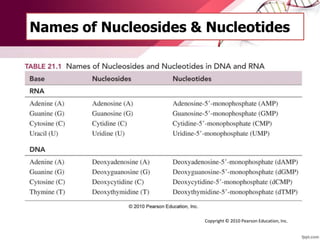 Names of Nucleosides & Nucleotides
Copyright © 2010 Pearson Education, Inc.
 