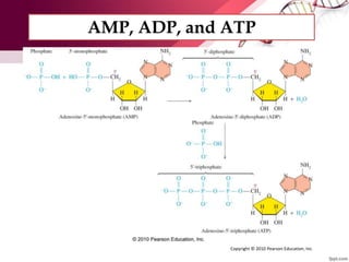 AMP, ADP, and ATP
Copyright © 2010 Pearson Education, Inc.
 