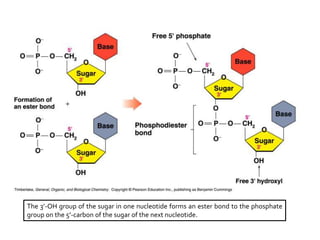 The 3’-OH group of the sugar in one nucleotide forms an ester bond to the phosphate
group on the 5’-carbon of the sugar of the next nucleotide.
 