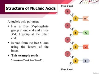 Structure of Nucleic Acids
A nucleic acid polymer:
 Has a free 5’-phosphate
group at one end and a free
3’-OH group at the other
end.
 Is read from the free 5’-end
using the letters of the
bases.
 This example reads
5’—A—C—G—T—3’.
 