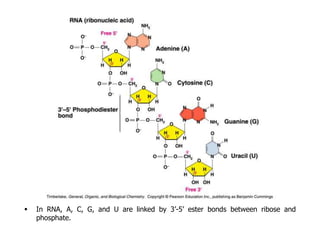  In RNA, A, C, G, and U are linked by 3’-5’ ester bonds between ribose and
phosphate.
 