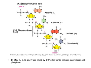  In DNA, A, C, G, and T are linked by 3’-5’ ester bonds between deoxyribose and
phosphate.
 