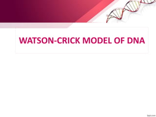 WATSON-CRICK MODEL OF DNA
 