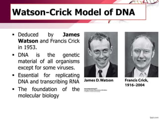 Watson-Crick Model of DNA
 Deduced by James
Watson and Francis Crick
in 1953.
 DNA is the genetic
material of all organisms
except for some viruses.
 Essential for replicating
DNA and transcribing RNA
 The foundation of the
molecular biology
 