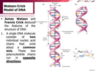 Watson-Crick
Model of DNA
 James Watson and
Francis Crick deduced
the features of the
structure of DNA.
1. A single DNA molecule
consists of two
individual nucleic acid
chains that wind
about a common
axis. These two
polynucleotide chains
run in opposite
directions.
 