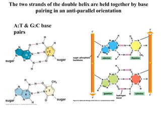 The two strands of the double helix are held together by base
pairing in an anti-parallel orientation
A:T & G:C base
pairs
 