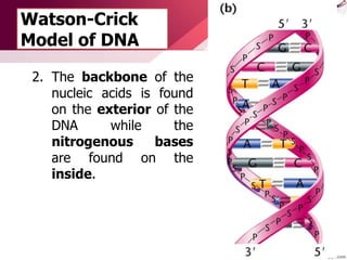 Watson-Crick
Model of DNA
2. The backbone of the
nucleic acids is found
on the exterior of the
DNA while the
nitrogenous bases
are found on the
inside.
 