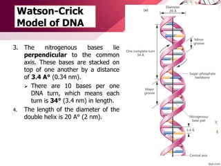 Watson-Crick
Model of DNA
3. The nitrogenous bases lie
perpendicular to the common
axis. These bases are stacked on
top of one another by a distance
of 3.4 A° (0.34 nm).
 There are 10 bases per one
DNA turn, which means each
turn is 34° (3.4 nm) in length.
4. The length of the diameter of the
double helix is 20 A° (2 nm).
 