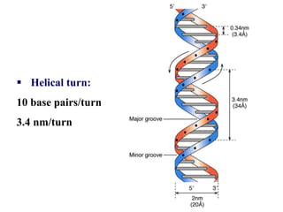  Helical turn:
10 base pairs/turn
3.4 nm/turn
 