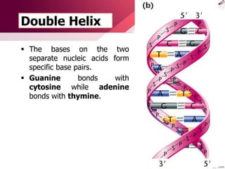 Double Helix
 The bases on the two
separate nucleic acids form
specific base pairs.
 Guanine bonds with
cytosine while adenine
bonds with thymine.
 