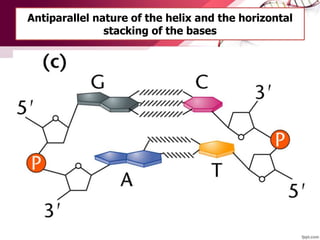 Antiparallel nature of the helix and the horizontal
stacking of the bases
 