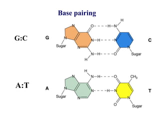 Base pairing
A:T
G:C
 