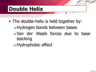 Double Helix
 The double-helix is held together by:
Hydrogen bonds between bases
Van der Waals forces due to base
stacking
Hydrophobic effect
 