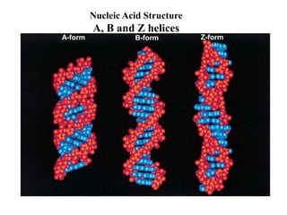 A-form B-form Z-form
Nucleic Acid Structure
A, B and Z helices
 