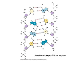Structure of polynucleotide polymer
 