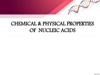 CHEMICAL & PHYSICAL PROPERTIES
OF NUCLEIC ACIDS
 