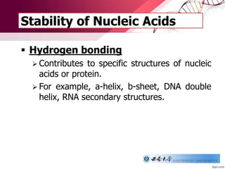 Stability of Nucleic Acids
 Hydrogen bonding
 Contributes to specific structures of nucleic
acids or protein.
 For example, a-helix, b-sheet, DNA double
helix, RNA secondary structures.
 