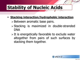 Stability of Nucleic Acids
 Stacking interaction/hydrophobic interaction
 Between aromatic base pairs.
 Stacking is maximized in double-stranded
DNA
 It is energetically favorable to exclude water
altogether from pairs of such surfaces by
stacking them together.
 