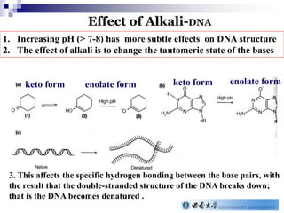 Effect of Alkali-DNA
keto form enolate form keto form enolate form
3. This affects the specific hydrogen bonding between the base pairs, with
the result that the double-stranded structure of the DNA breaks down;
that is the DNA becomes denatured .
1. Increasing pH (> 7-8) has more subtle effects on DNA structure
2. The effect of alkali is to change the tautomeric state of the bases
 