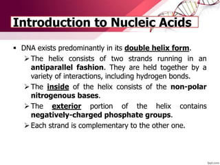 Introduction to Nucleic Acids
 DNA exists predominantly in its double helix form.
The helix consists of two strands running in an
antiparallel fashion. They are held together by a
variety of interactions, including hydrogen bonds.
The inside of the helix consists of the non-polar
nitrogenous bases.
The exterior portion of the helix contains
negatively-charged phosphate groups.
Each strand is complementary to the other one.
 