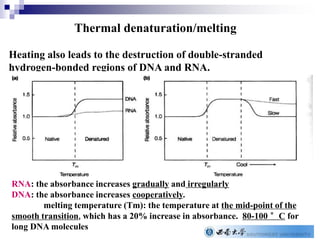 Thermal denaturation/melting
Heating also leads to the destruction of double-stranded
hydrogen-bonded regions of DNA and RNA.
RNA: the absorbance increases gradually and irregularly
DNA: the absorbance increases cooperatively.
melting temperature (Tm): the temperature at the mid-point of the
smooth transition, which has a 20% increase in absorbance. 80-100 °C for
long DNA molecules
 
