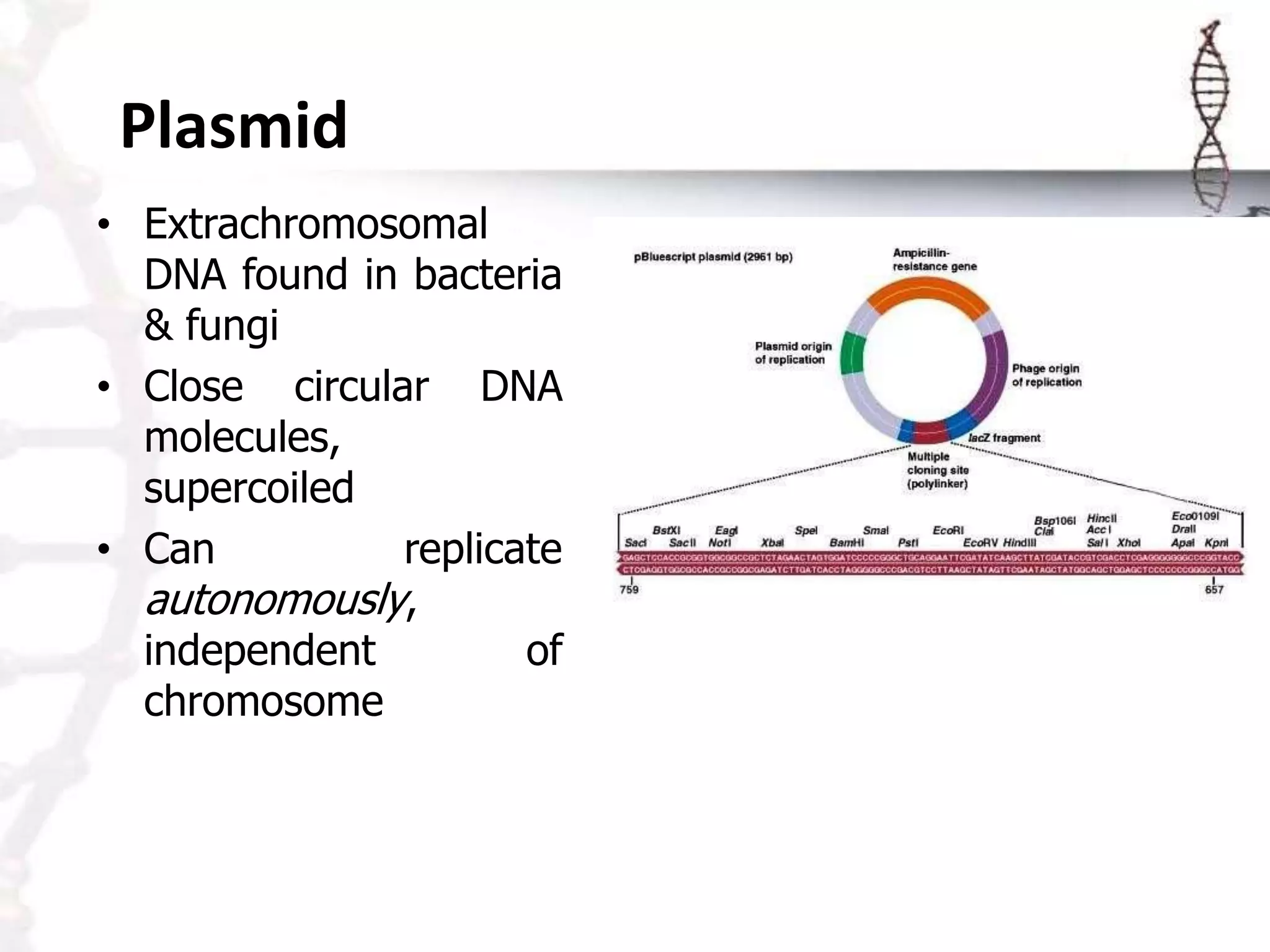 • Extrachromosomal
DNA found in bacteria
& fungi
• Close circular DNA
molecules,
supercoiled
• Can replicate
autonomously,
independent of
chromosome
Plasmid
 