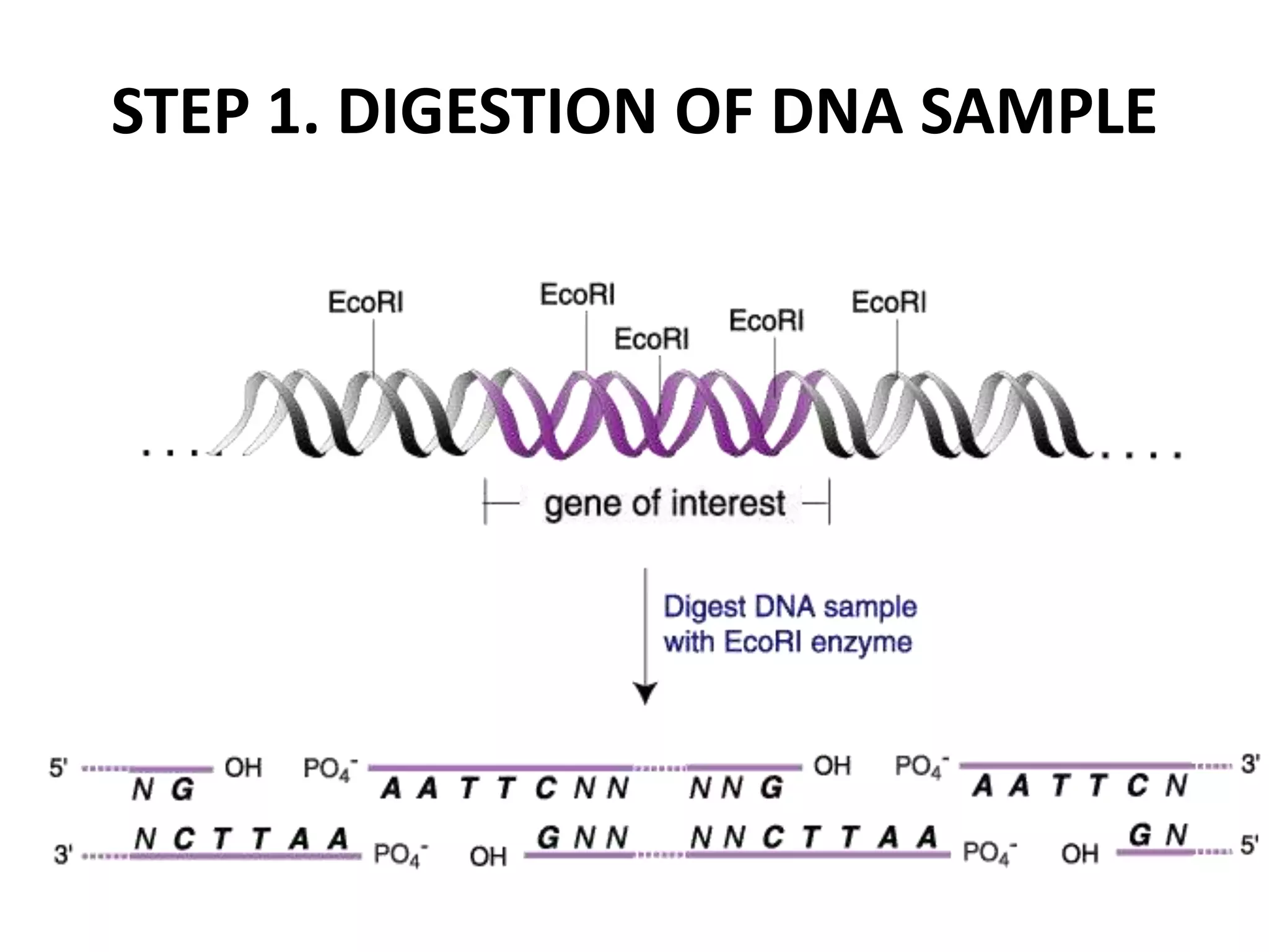 STEP 1. DIGESTION OF DNA SAMPLE
 