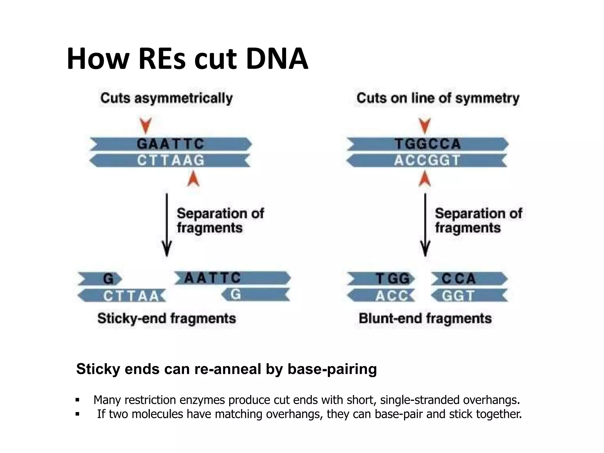 How REs cut DNA
Sticky ends can re-anneal by base-pairing
 Many restriction enzymes produce cut ends with short, single-stranded overhangs.
 If two molecules have matching overhangs, they can base-pair and stick together.
 