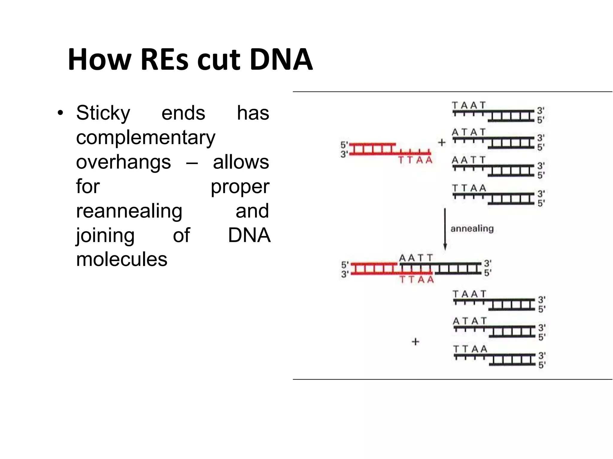 How REs cut DNA
• Sticky ends has
complementary
overhangs – allows
for proper
reannealing and
joining of DNA
molecules
 