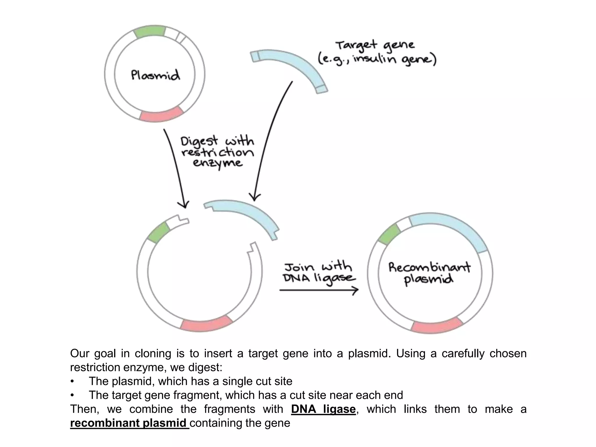 Our goal in cloning is to insert a target gene into a plasmid. Using a carefully chosen
restriction enzyme, we digest:
• The plasmid, which has a single cut site
• The target gene fragment, which has a cut site near each end
Then, we combine the fragments with DNA ligase, which links them to make a
recombinant plasmid containing the gene
 
