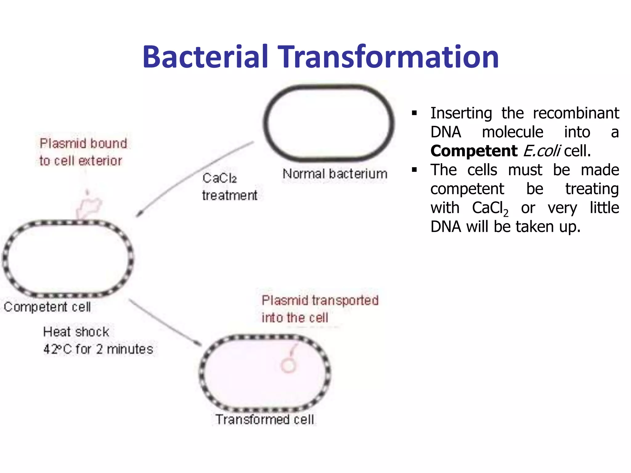  Inserting the recombinant
DNA molecule into a
Competent E.coli cell.
 The cells must be made
competent be treating
with CaCl2 or very little
DNA will be taken up.
Bacterial Transformation
 