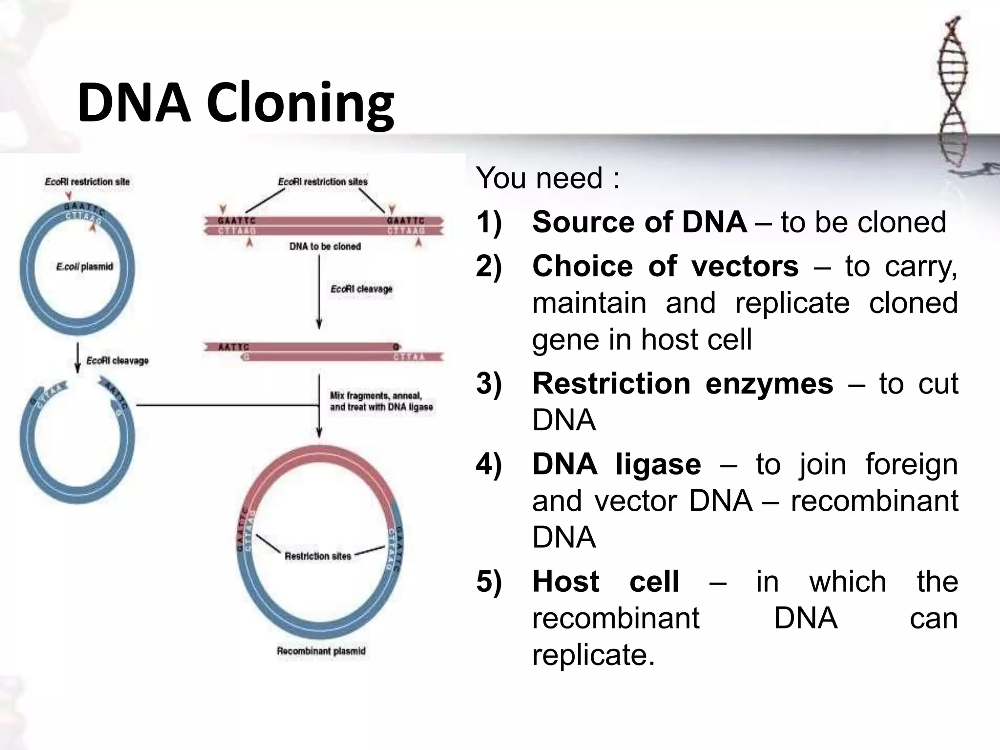 DNA Cloning
You need :
1) Source of DNA – to be cloned
2) Choice of vectors – to carry,
maintain and replicate cloned
gene in host cell
3) Restriction enzymes – to cut
DNA
4) DNA ligase – to join foreign
and vector DNA – recombinant
DNA
5) Host cell – in which the
recombinant DNA can
replicate.
 