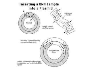 Introduction to DNA Cloning | PPTX