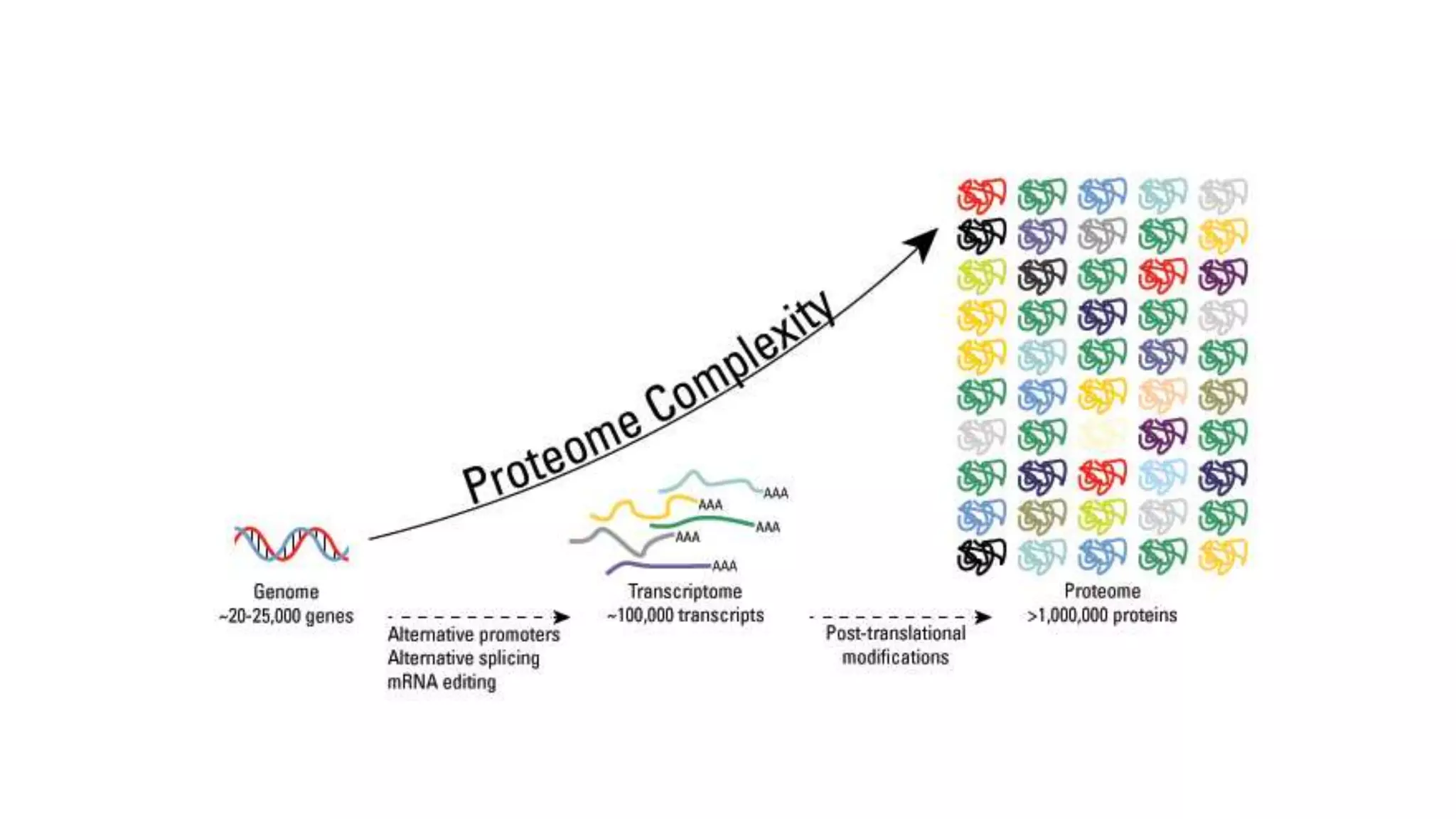 Genes, Genomics and Proteomics | PPTX