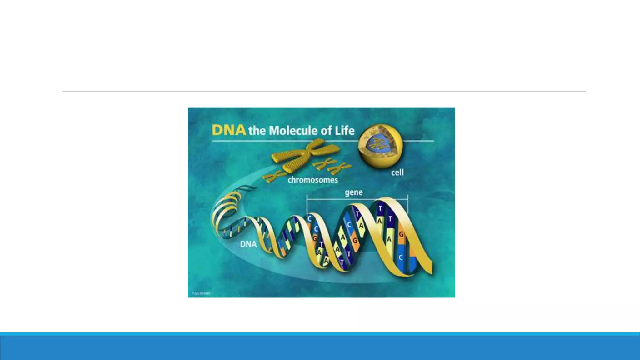 Genes, Genomics and Proteomics | PPTX | Genetics | Science