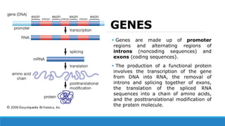 Genes, Genomics and Proteomics | PPTX